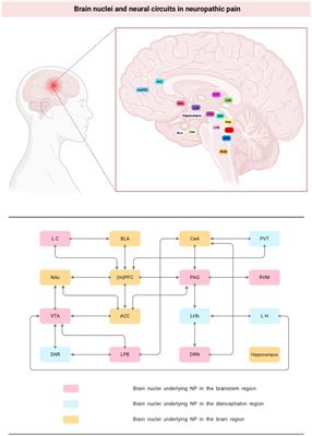 Frontiers | Brain Nuclei And Neural Circuits In Neuropathic Pain And ...